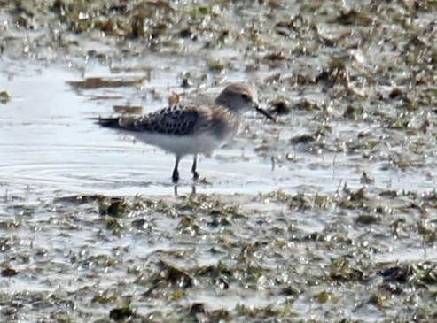 Baird's Sandpipers