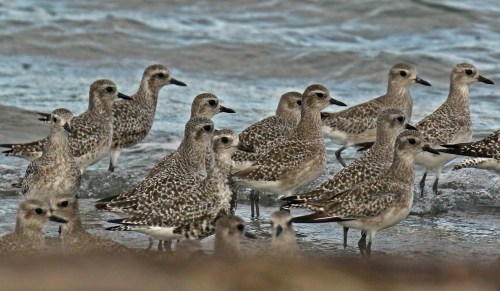 Black Bellied Plovers1