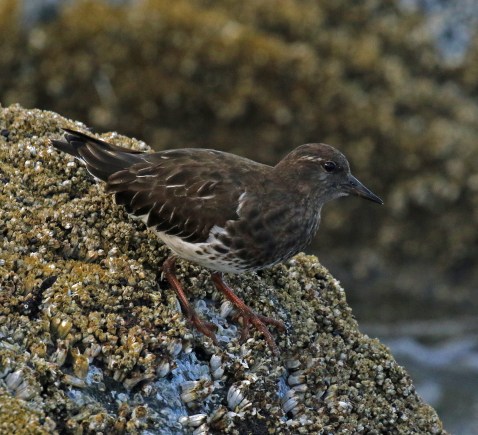 Black Turnstone