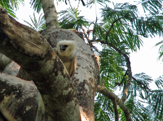 Harpy Chick AF Hotel