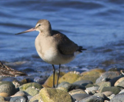 Hudsonian Godwit (2)