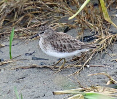 Least Sandpiper (2)