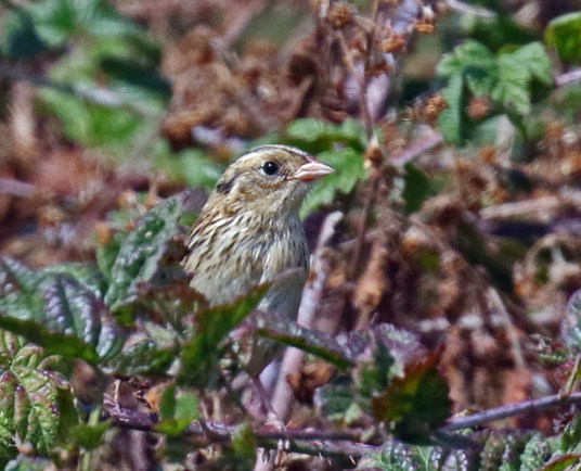 LeConte's Sparrow5