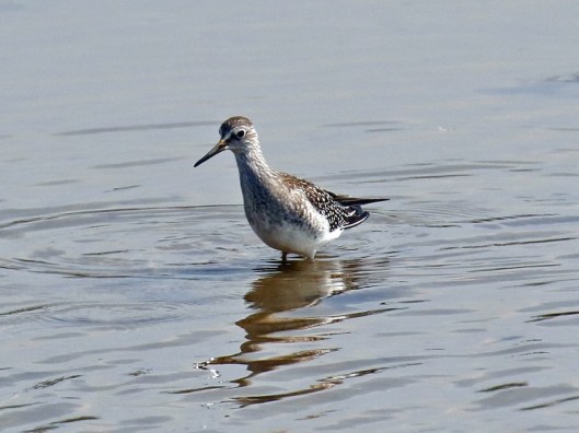Lesser Yellowlegs