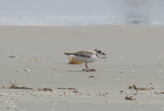 Piping Plover 1