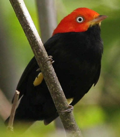 Red Capped Manakin