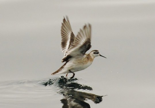Red Necked Phalarope