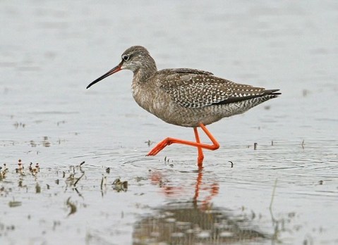 Spotted Redshank