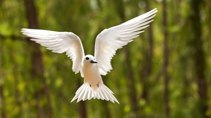 White Tern