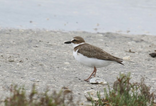 Wilson's Plover 1