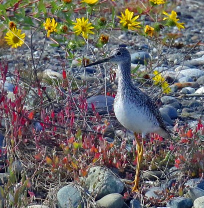 Yellowlegs and Yellow Flowers1