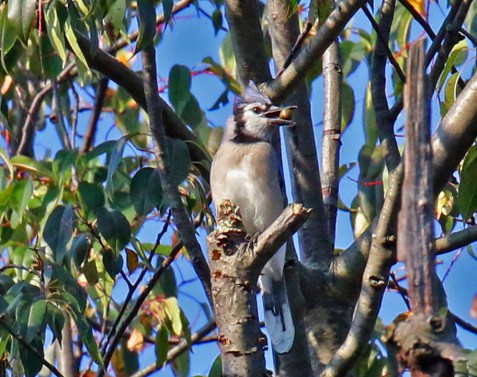 Blue Jay with Acorn