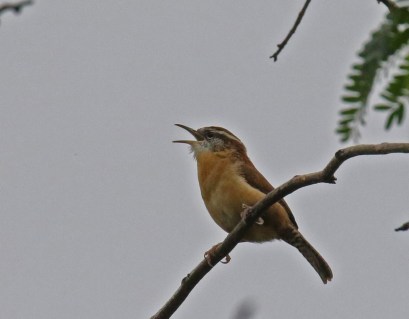 Carolina Wren