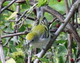 Chestnut Sided Warbler 1a