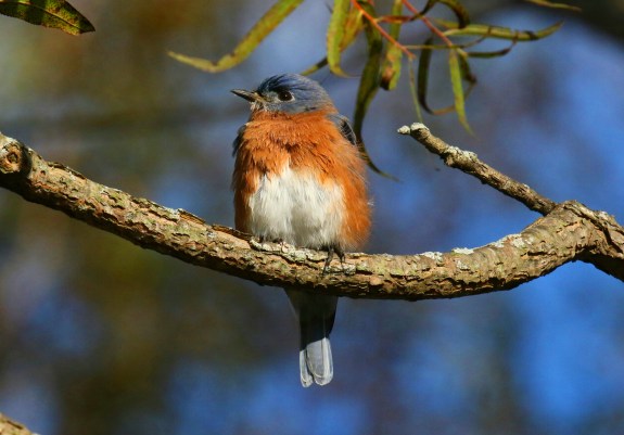 Eastern Bluebird 4