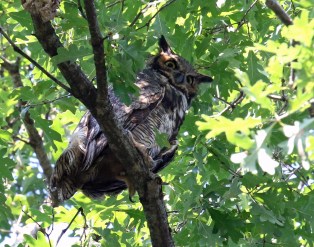 Great Horned Owl