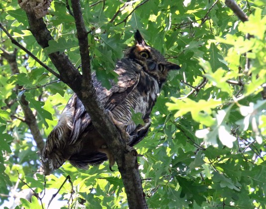 Great Horned Owl