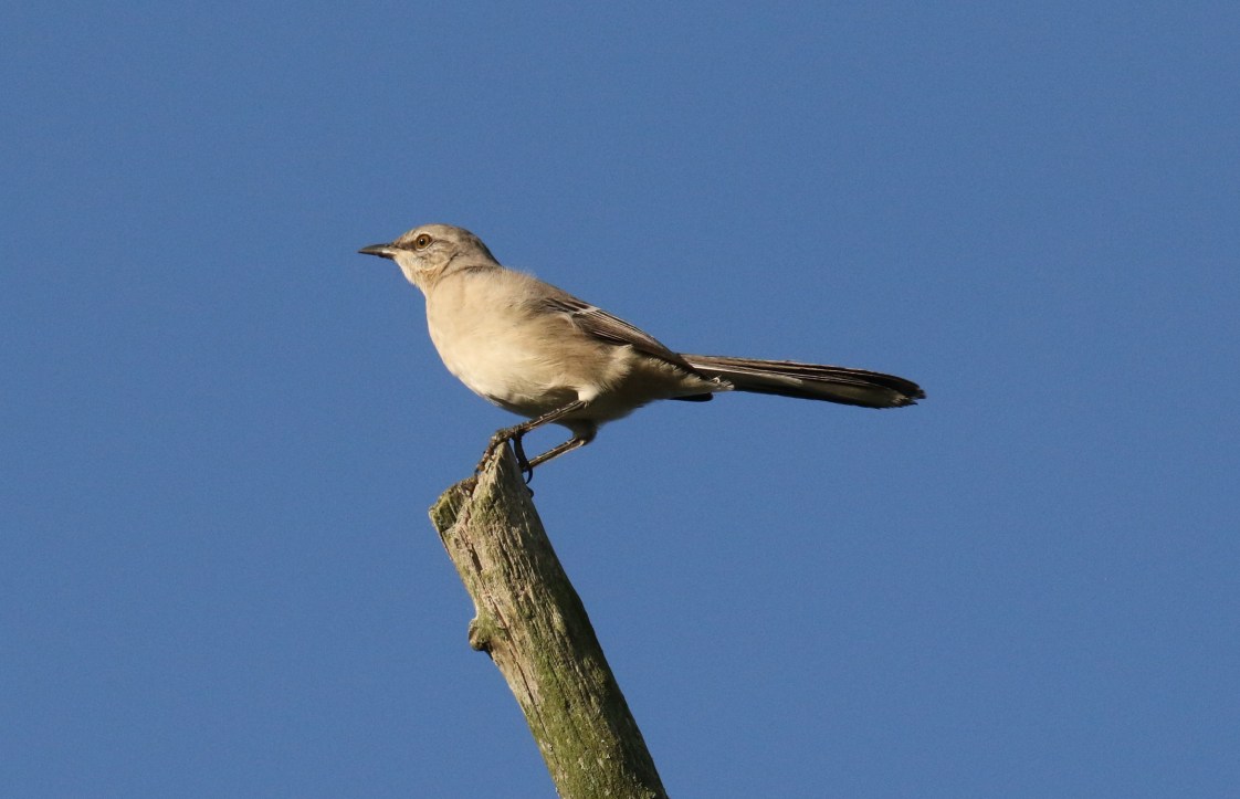 northern-mockingbird.jpg