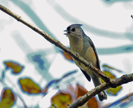 Tufted Titmouse
