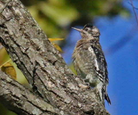 Yellow Bellied Sapsucker 1