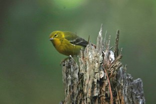 Pine Warbler2