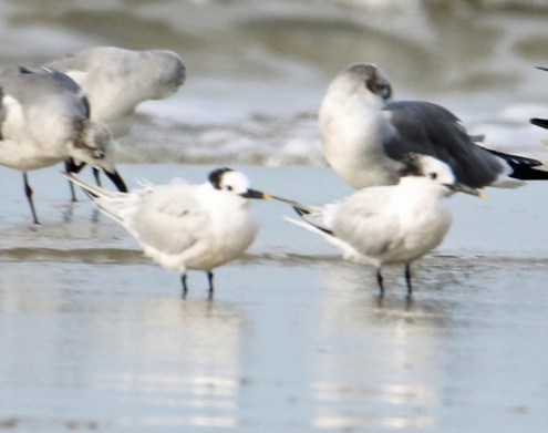 Sandwich Terns