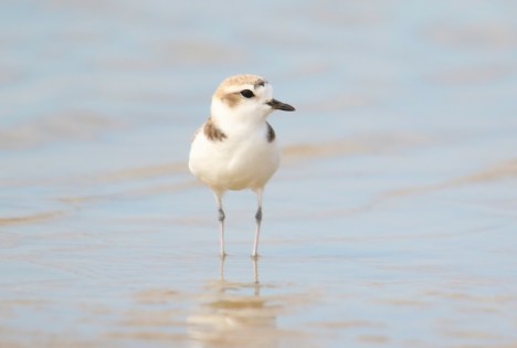 Snowy Plover r