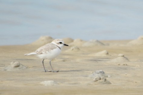 Snowy Plover1