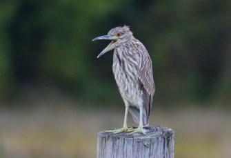 Yellow Crowned Night Heron 1