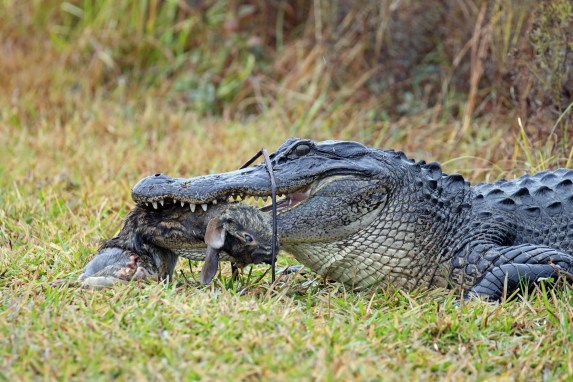 Alligator with Prey1