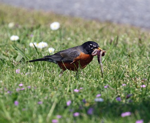 American Robin with Worms