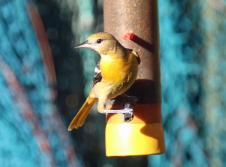 Baltimore Oriole Female