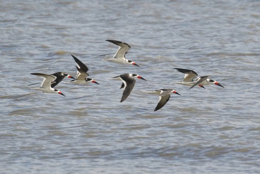 Black Skimmers