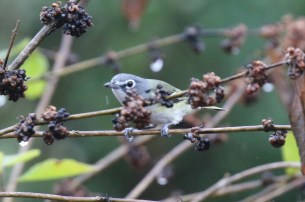 Blue Headed Vireo 2