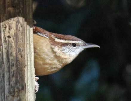 Carolina Wren