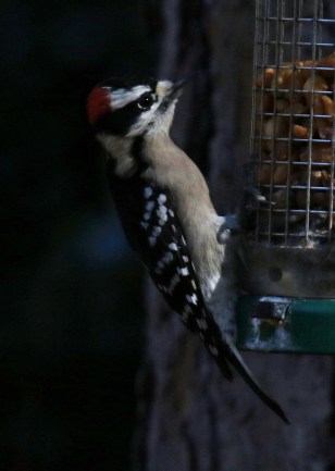 Downy WP at Feeder1