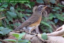 Eyebrowed Thrush