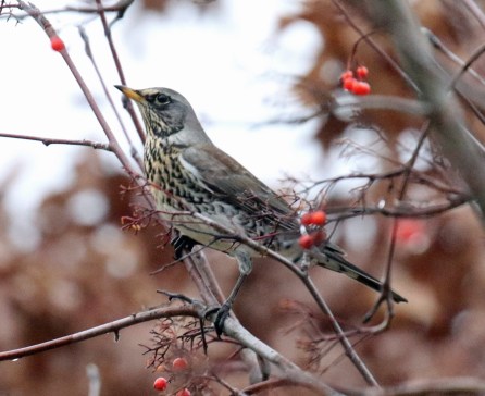 Fieldfare1