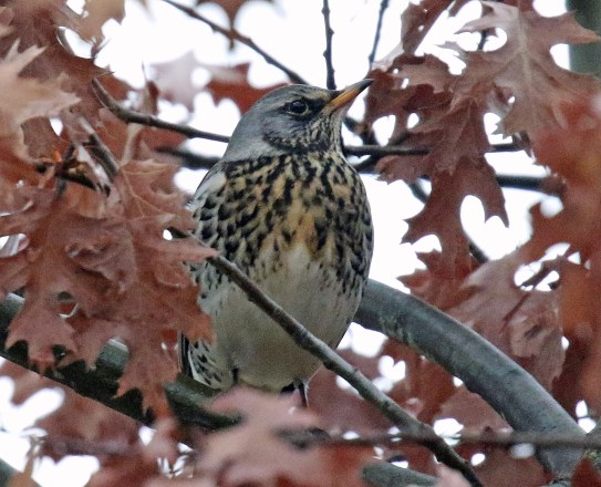 Fieldfare7