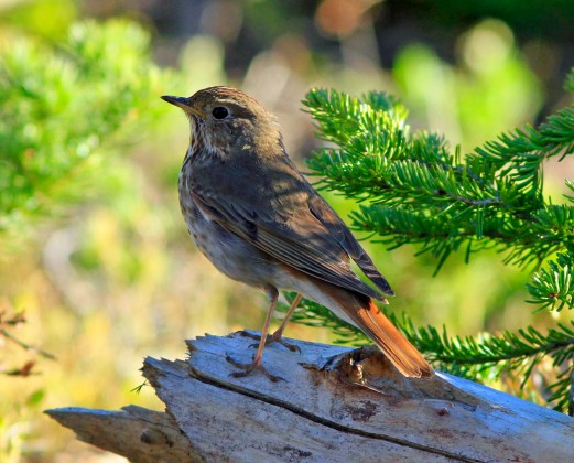 Hermit Thrush1