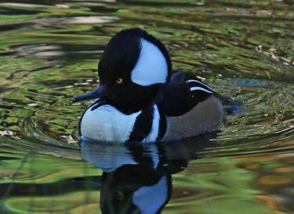 Hooded Merganser