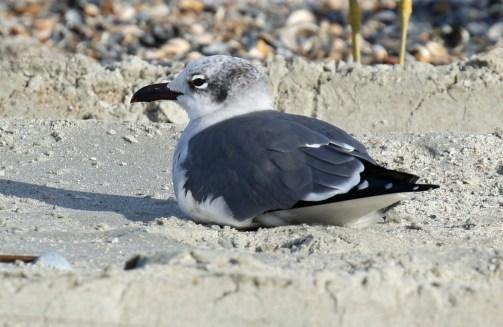 Laughing Gull - Copy