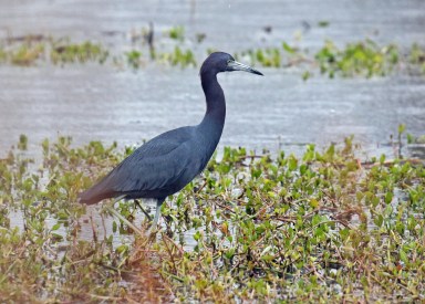 Little Blue Heron Adult