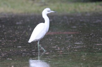 Little Blue Heron