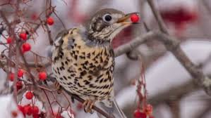 Mistle Thrush