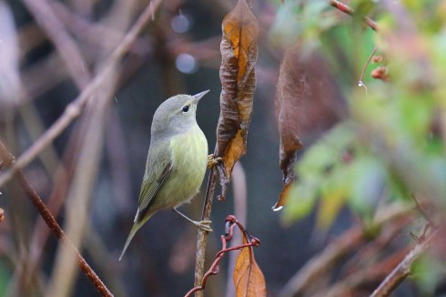 Orange Crowned Warbler1