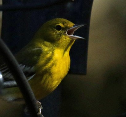 Pine Warbler Singing