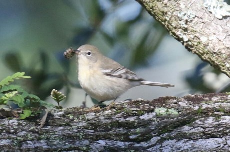 Pine-Warbler.jpg