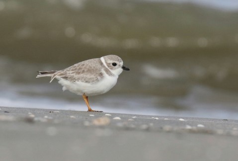 Piping Plover