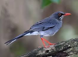 Red Legged Thrush